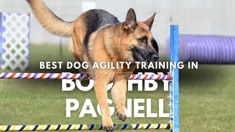 Best Dog Agility Training in Boothby Pagnell