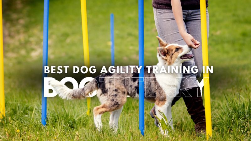 Best Dog Agility Training in Boothferry