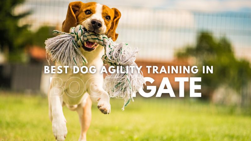 Best Dog Agility Training in Boothgate