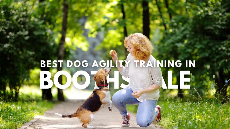 Best Dog Agility Training in Boothsdale