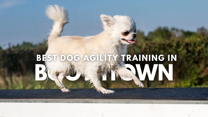 Best Dog Agility Training in Boothtown