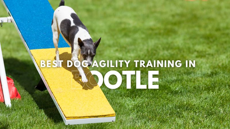 Best Dog Agility Training in Bootle