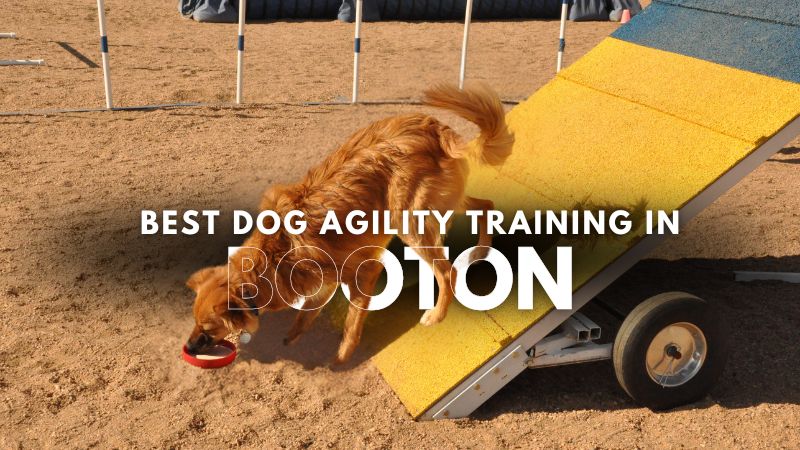 Best Dog Agility Training in Booton