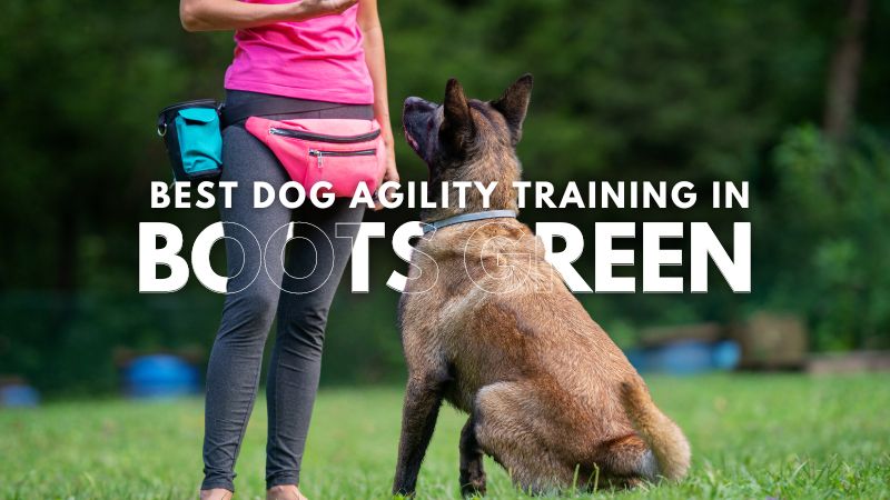 Best Dog Agility Training in Boots Green