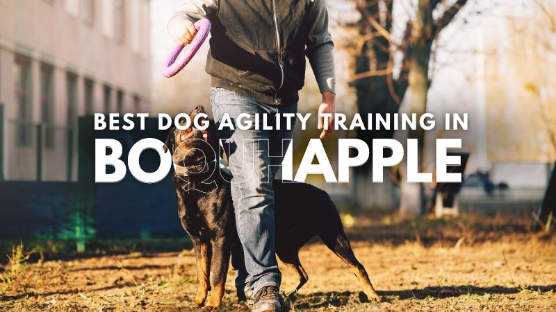 Best Dog Agility Training in Boquhapple