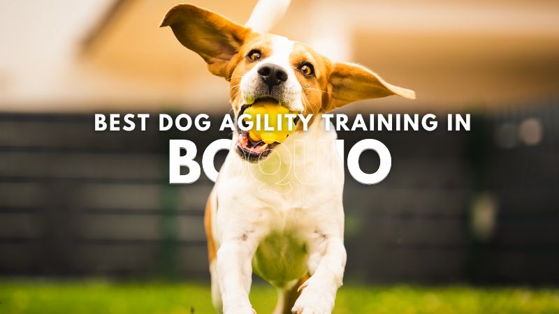 Best Dog Agility Training in Boquio
