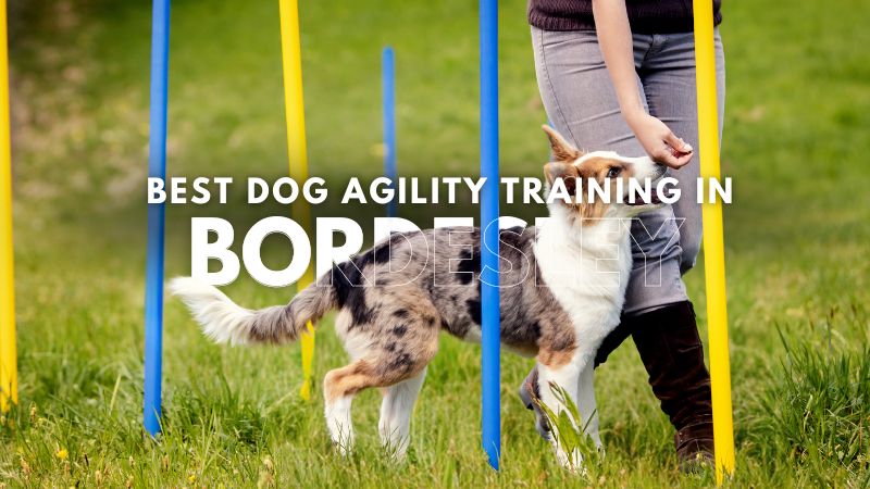 Best Dog Agility Training in Bordesley