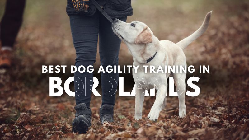 Best Dog Agility Training in Bordlands