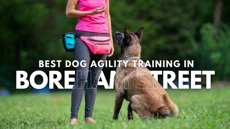 Best Dog Agility Training in Boreham Street