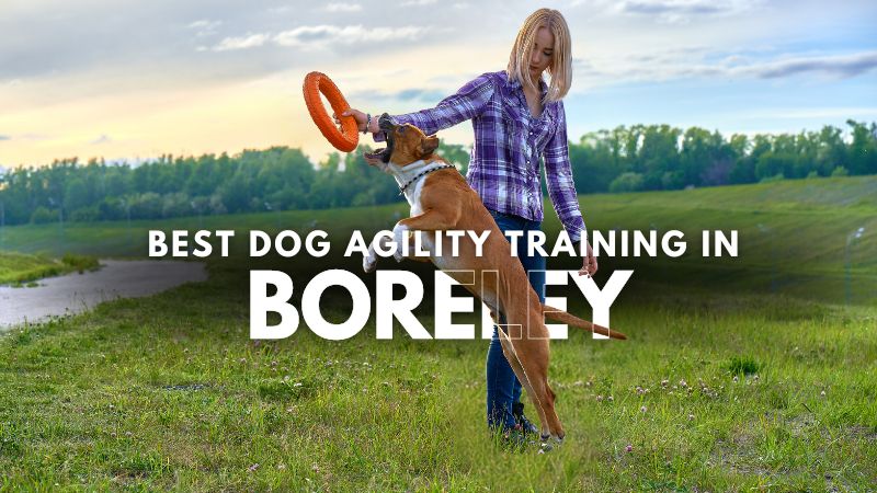 Best Dog Agility Training in Boreley