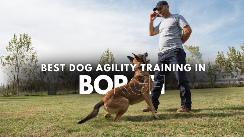 Best Dog Agility Training in Borgh