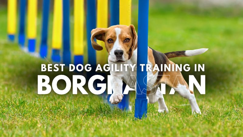 Best Dog Agility Training in Borghastan