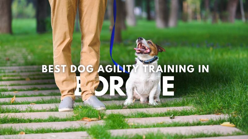 Best Dog Agility Training in Borgue