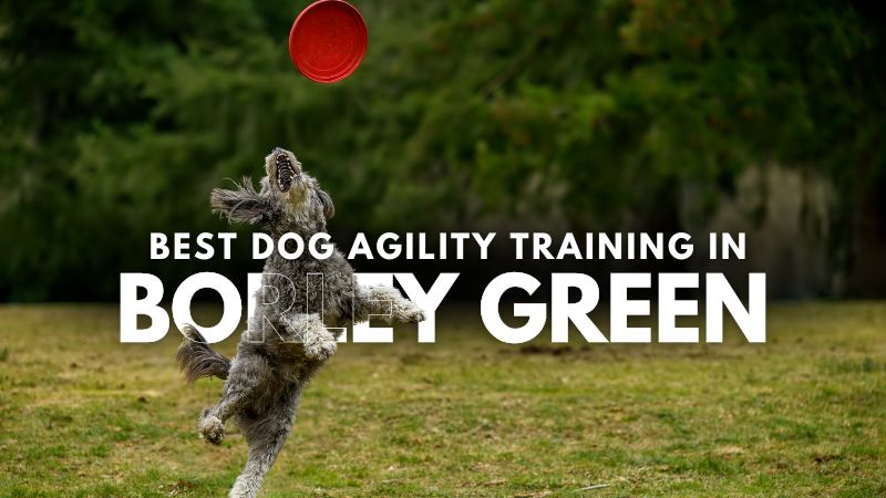 Best Dog Agility Training in Borley Green