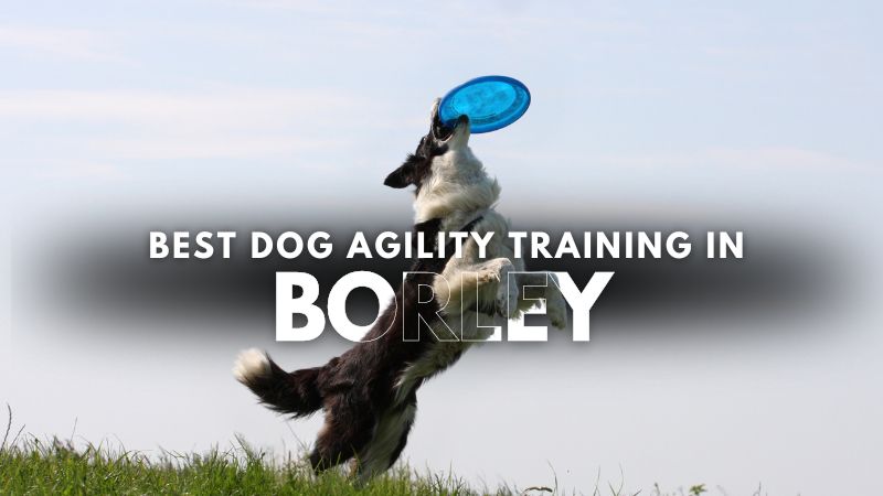 Best Dog Agility Training in Borley