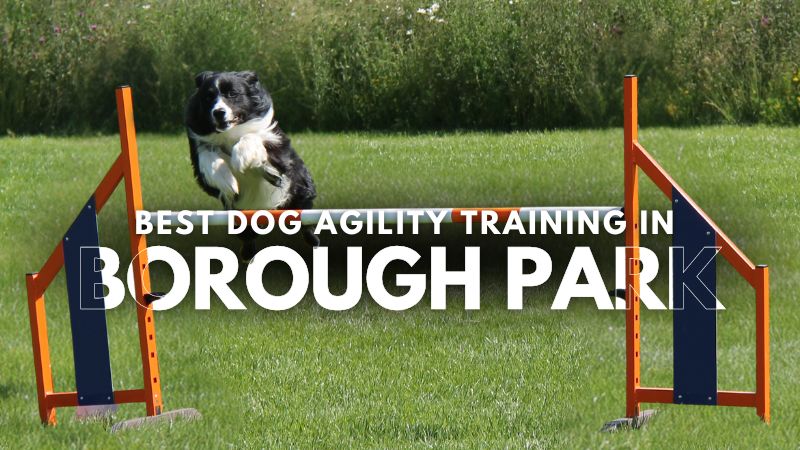 Best Dog Agility Training in Borough Park
