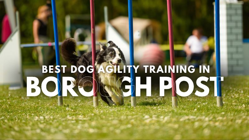 Best Dog Agility Training in Borough Post
