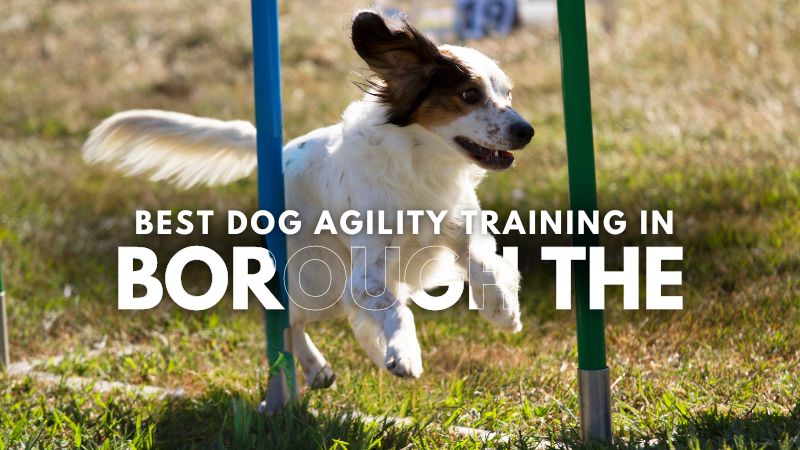 Best Dog Agility Training in Borough The
