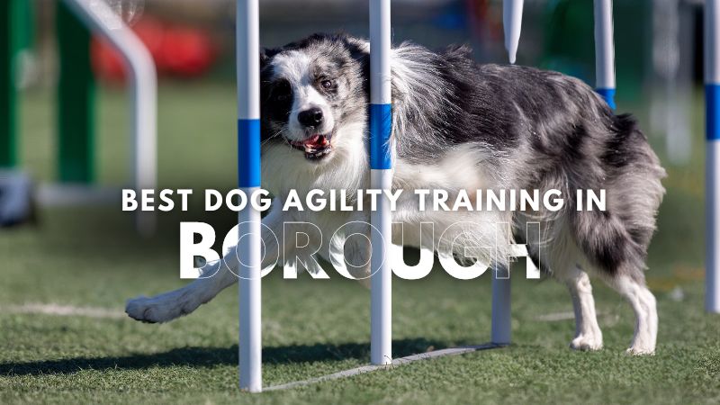Best Dog Agility Training in Borough