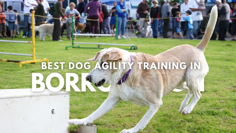 Best Dog Agility Training in Borrowston