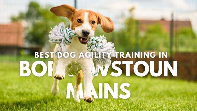 Best Dog Agility Training in Borrowstoun Mains