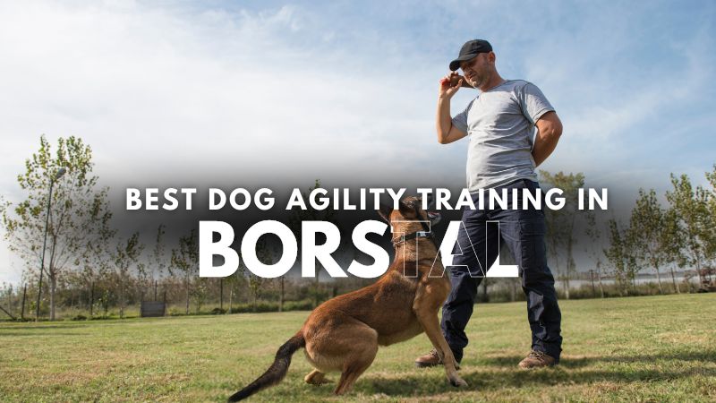 Best Dog Agility Training in Borstal