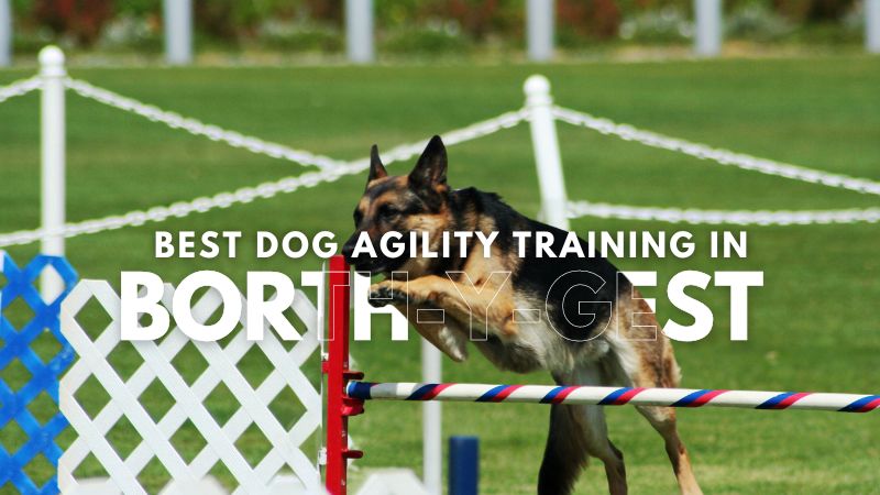 Best Dog Agility Training in Borth-y-Gest