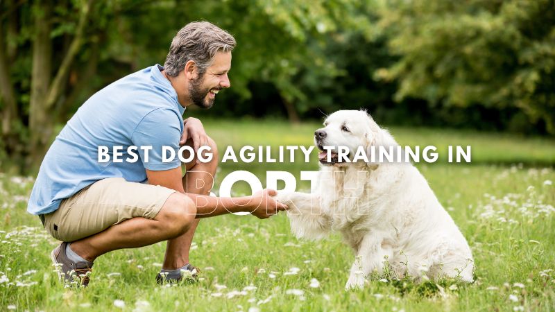 Best Dog Agility Training in Borth