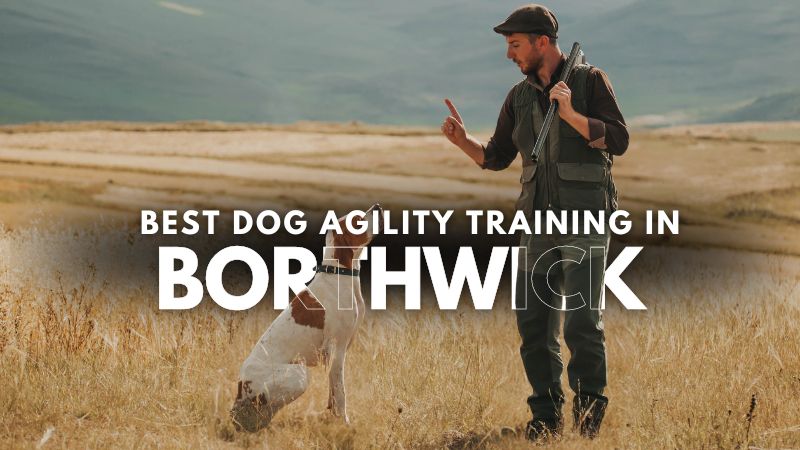 Best Dog Agility Training in Borthwick
