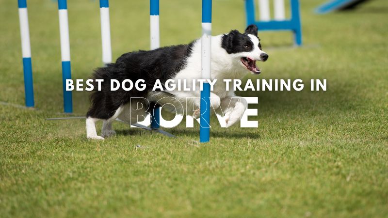 Best Dog Agility Training in Borve