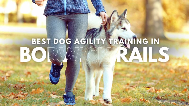 Best Dog Agility Training in Borwick Rails