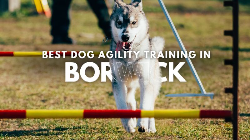 Best Dog Agility Training in Borwick