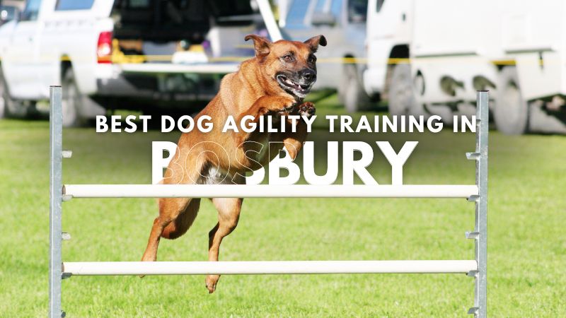 Best Dog Agility Training in Bosbury