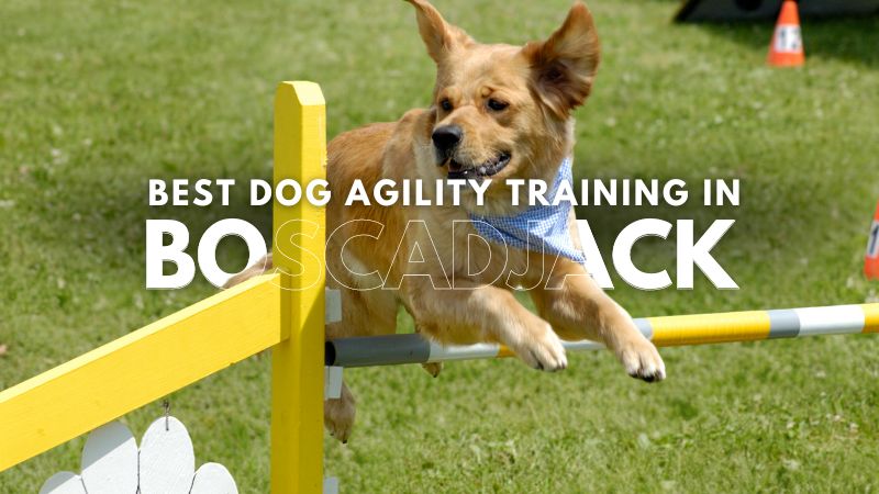 Best Dog Agility Training in Boscadjack