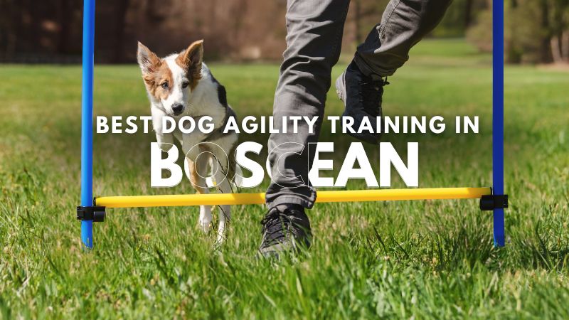 Best Dog Agility Training in Boscean