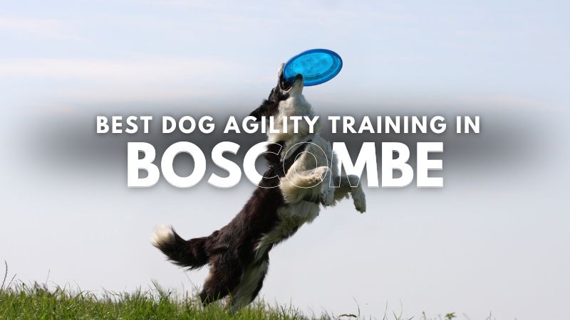 Best Dog Agility Training in Boscombe