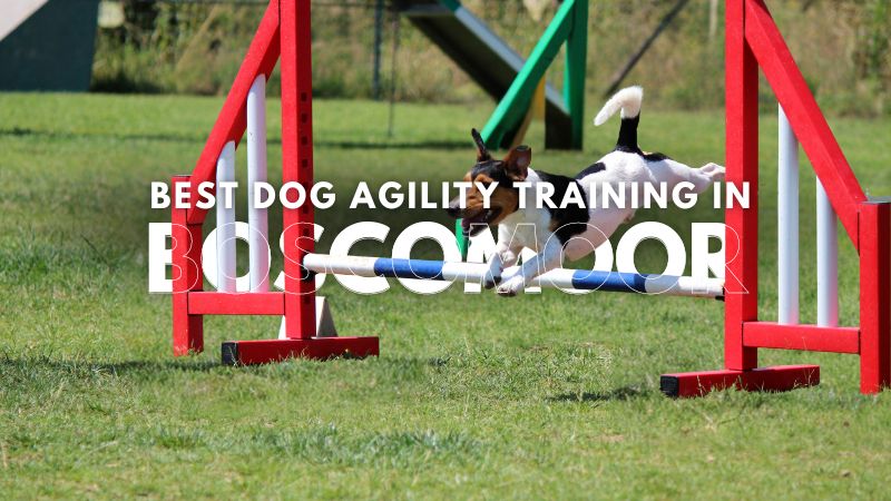 Best Dog Agility Training in Boscomoor