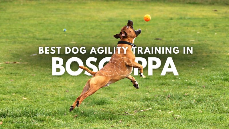 Best Dog Agility Training in Boscoppa