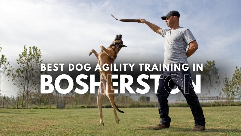 Best Dog Agility Training in Bosherston