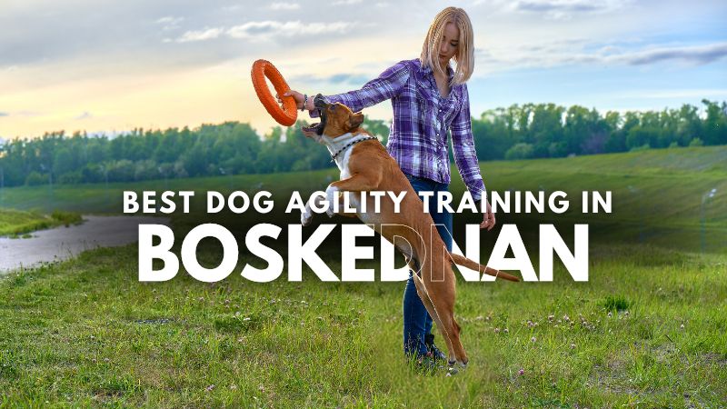 Best Dog Agility Training in Boskednan