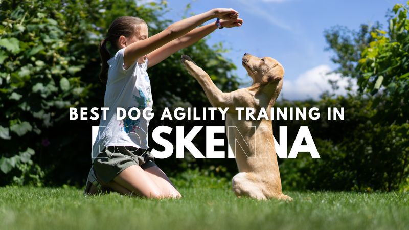 Best Dog Agility Training in Boskenna