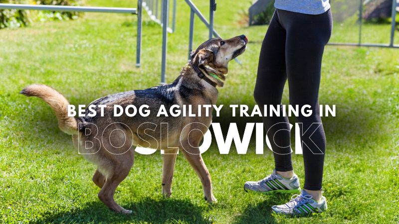 Best Dog Agility Training in Boslowick