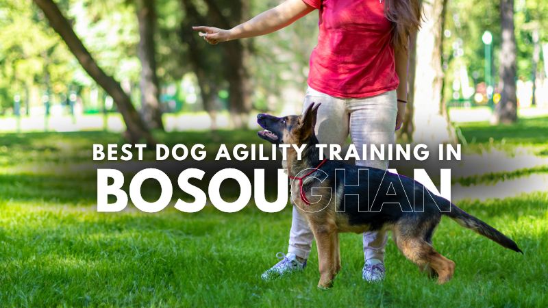 Best Dog Agility Training in Bosoughan