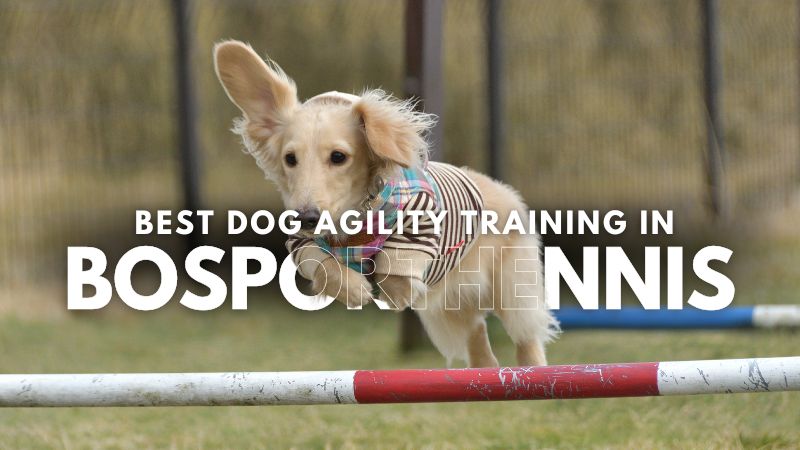 Best Dog Agility Training in Bosporthennis