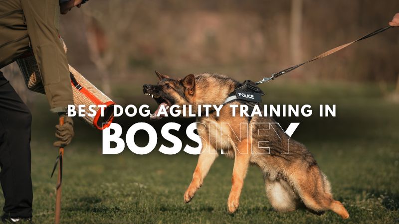 Best Dog Agility Training in Bossiney