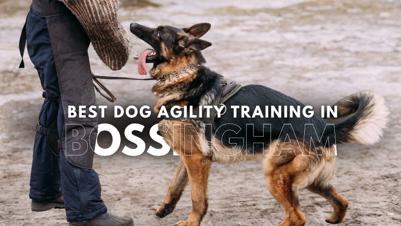 Best Dog Agility Training in Bossingham