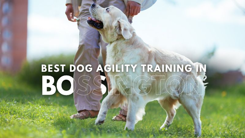 Best Dog Agility Training in Bossington