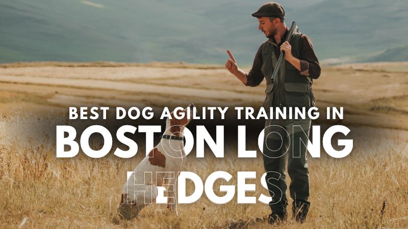 Best Dog Agility Training in Boston Long Hedges