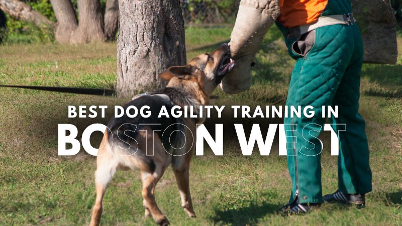 Best Dog Agility Training in Boston West