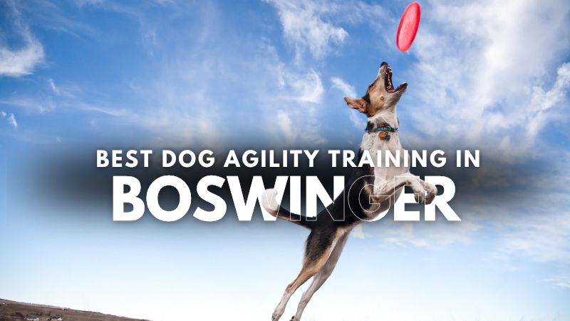 Best Dog Agility Training in Boswinger